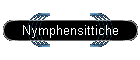 Nymphensittiche